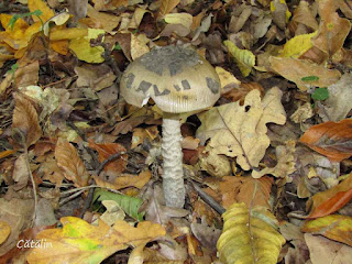 Amanita ceciliae IMG15428