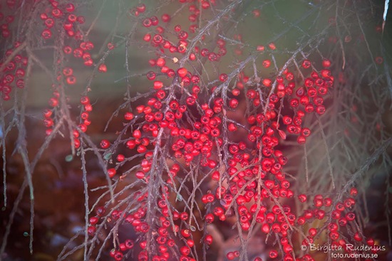 natur_20111208_ronnbar1