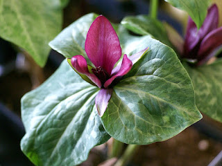 Trillium kurabayashii 