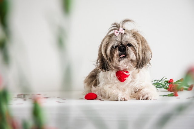 Female Shih Tzu