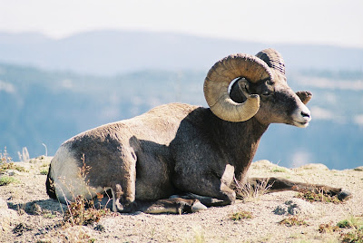 Bighorn Sheep Near Heart Lake in Yellowstone National Park. Wildlife