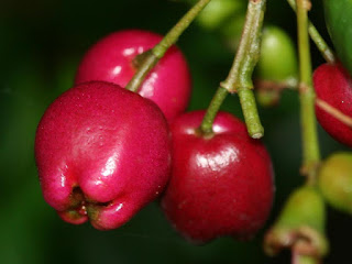 Lilly Pilly Fruit pictures