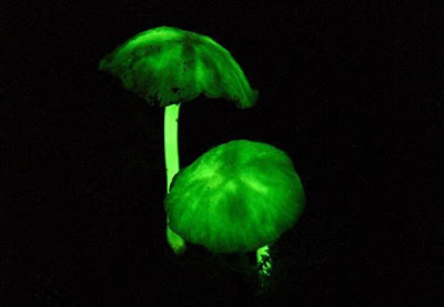 green mushrooms