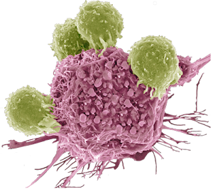 Technology identifies T cells sensitized to specific allergies or infections