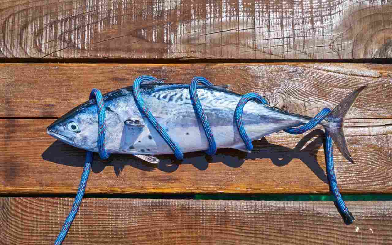 What Are The Benefits of Eating Tuna Fish?