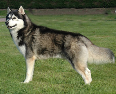 Siberian husky dog images