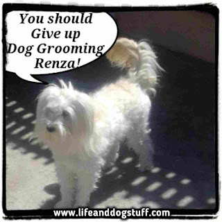 Fluffy groomed by Renza.