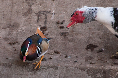 Mandarin Duck, Centennial Park