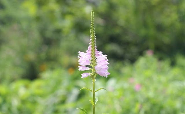 Physostegia Virginiana Flowers Pictures