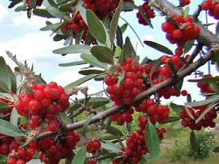 barberry buffaloberry fruit images