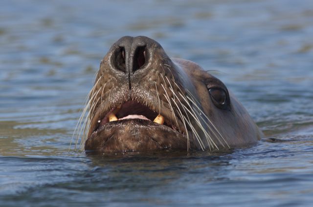 Wildlife Kayak Photography