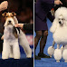 Top 5 Dog Shows in Pennsylvania, United States (2023)