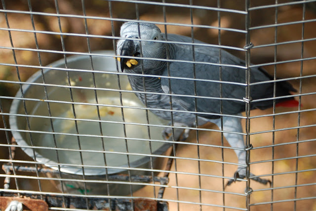 The bird's left foot is gripping the cage and its right food is reaching the water bowl.