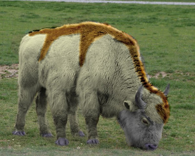 photoshop animal