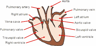 Cikgu Nurul's Blog: F3: C2 - Jantung Manusia dan Peredaran 