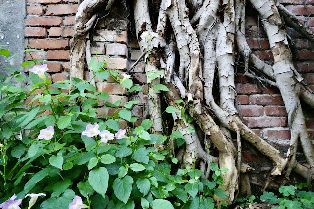 北投中心新村圍牆旁的小花園