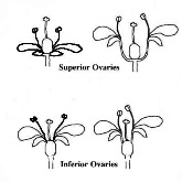 ovaries