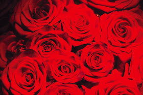 Super Cool Picture 3 Poze Super Buchet Trandafiri Trandafir Alb