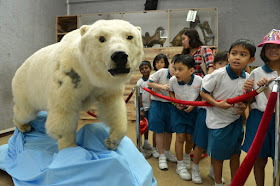 Students looking at Sheba the polar bear, whose body was preserved after she died of old age and is now used as an exhibit for educational talks.