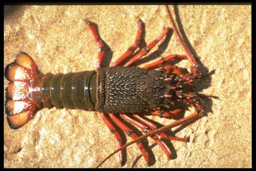 Kumpulan Foto Udang Lobster Menarik Terbaru 