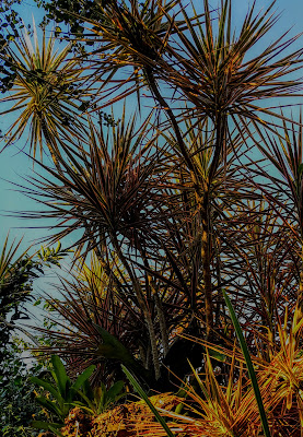 Nome Científico: Dracaena marginata 'Tricolor' Nomes Populares: Dracena-de-madagascar, Dracena Família: Asparagaceae