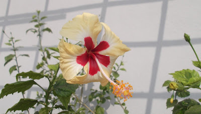 Hibiscus - Red Yellow