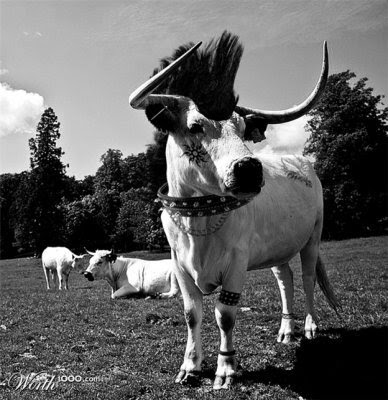 Animals punk Seen On www.coolpicturegallery.us