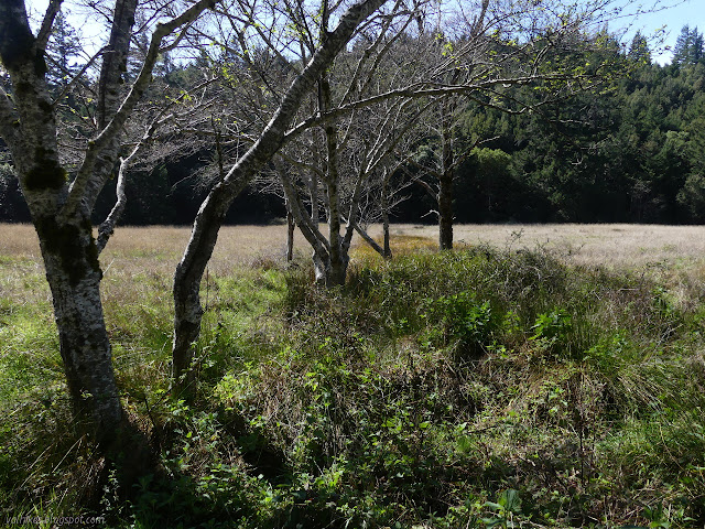 apple trees along a line of stream from a spring