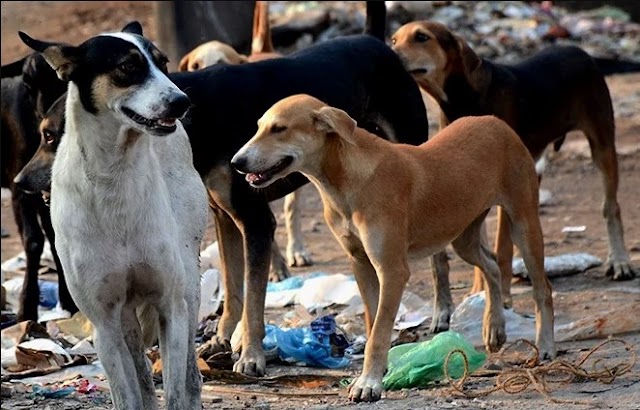 बढ़ रहे हमलों के बीच ओडिशा सरकार ने सड़कों से आवारा कुत्तों को हटाने का दिया आदेश 