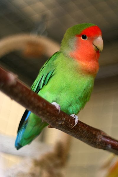 Mengenal Lovebird dan Jenis Jenisnya Burung Gue
