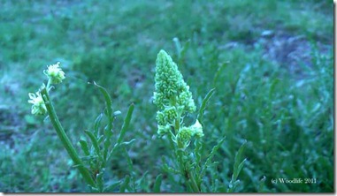 IMGA0270