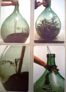 plant-into-bottle