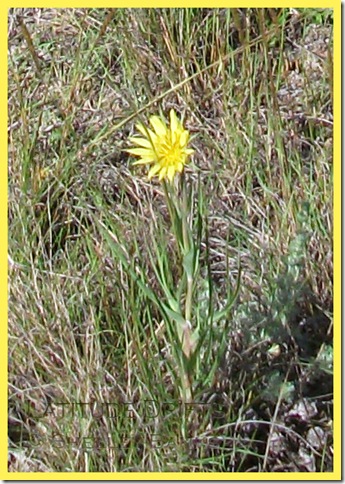 goat's beard