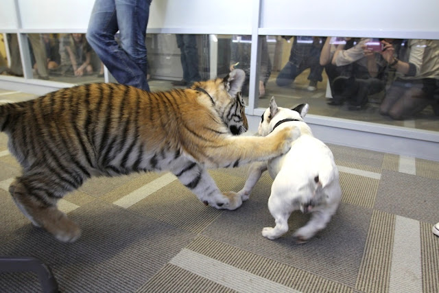 funny animal pictures, cute animals, tiger cub play with dog, baby tiger and french bulldog, cute baby animal pictures, cute baby tiger pictures, bengal tiger cub, french bulldog