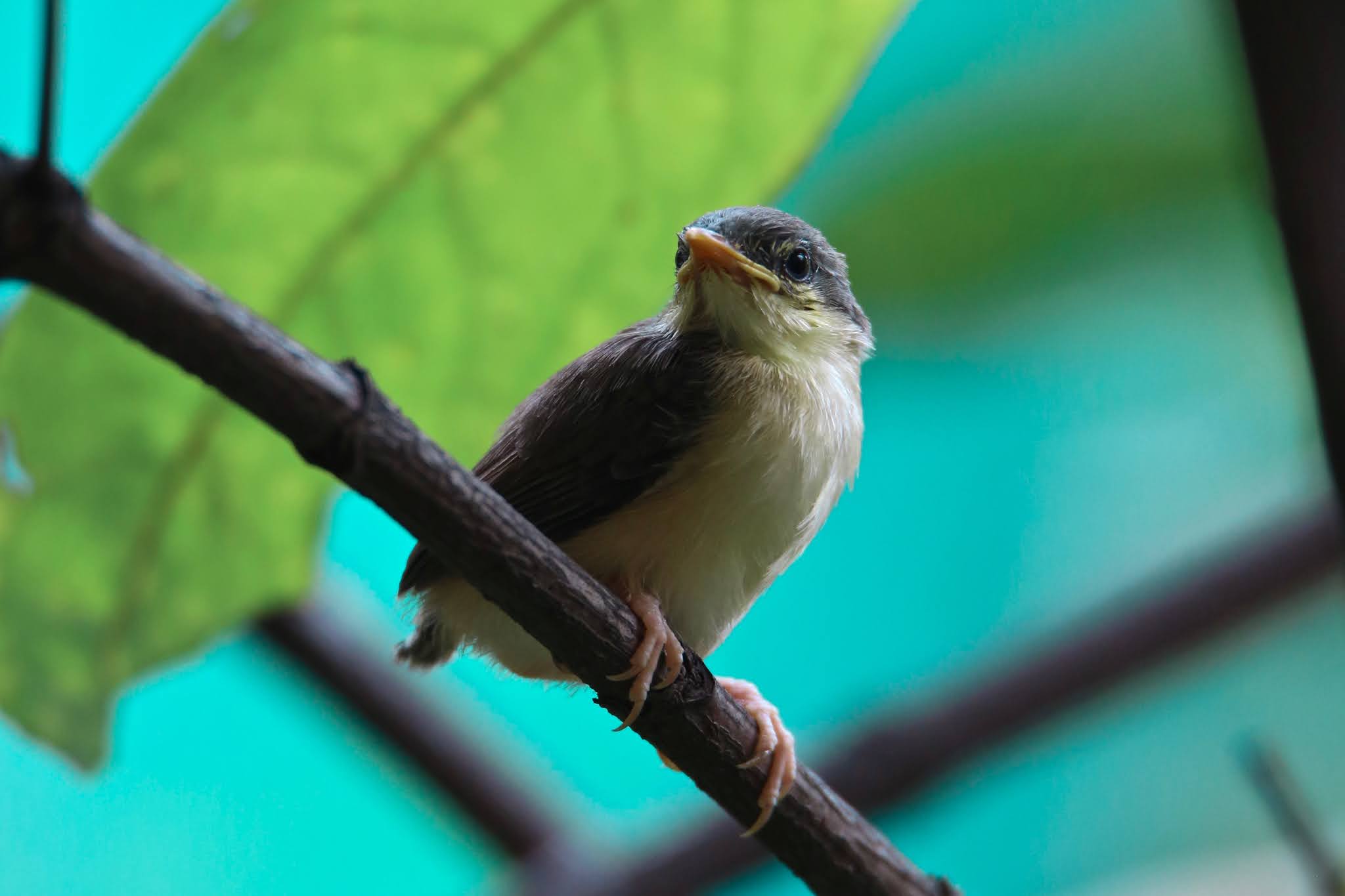 High Resolution Ashy Prinia young bird