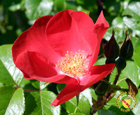 VILLERS-LES-NANCY (54) - La roseraie du Jardin botanique du Montet - Rose Robusta