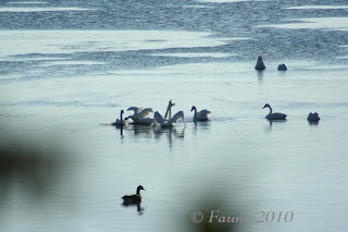 Swans Currituck Sound