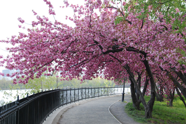 central park cherry blossoms.