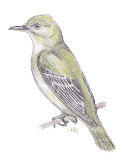 Adult Acadian Flycatcher perching illustration, seen in Happy Valley, King Township.