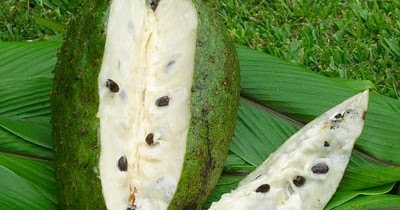 Di celah-celah kehidupan: Durian Belanda atau Soursop atau 