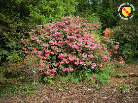 VILLERS-LES-NANCY (54) : Le jardin botanique du Montet-Épilobe à feuilles étroites