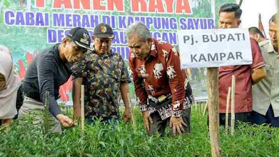 Pj.Bupati Lakukan Panen Cabe Merah Keriting di Desa Danau Lancang.