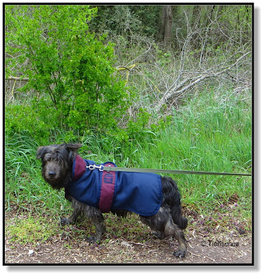 Waldspaziergang mit Hund