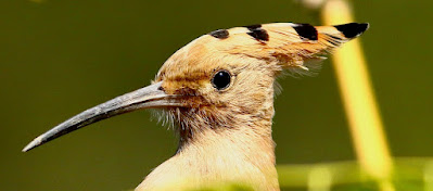 "Eurasian Hoopoe - Upupa epops,uncommon only a few sightings recorded here in Mount Abu."