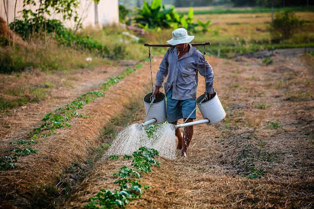 Sustainable Agriculture Practices Cultivating a Greener Future