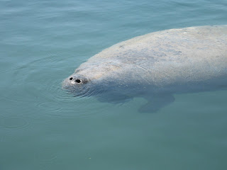 Click to see Manatee