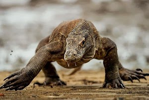 Komodo yang Gamang Hadapi Masa Depannya