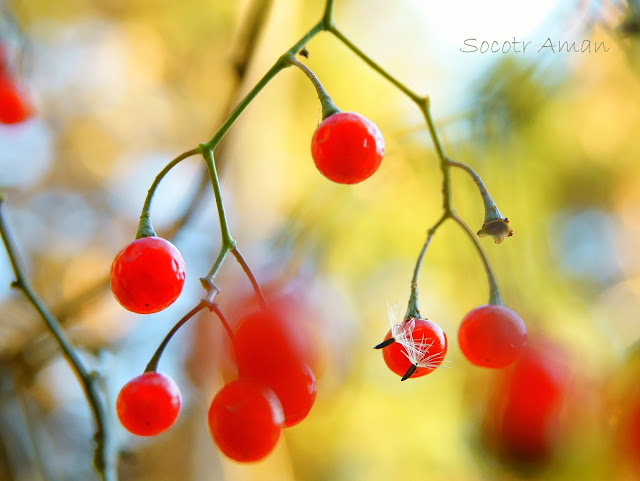 Solanum maximowiczii