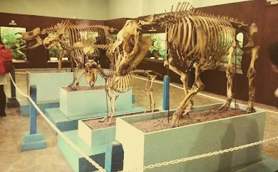 foto hewan di museum zoologi