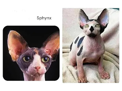 sphynx-kitten-and-cat-face